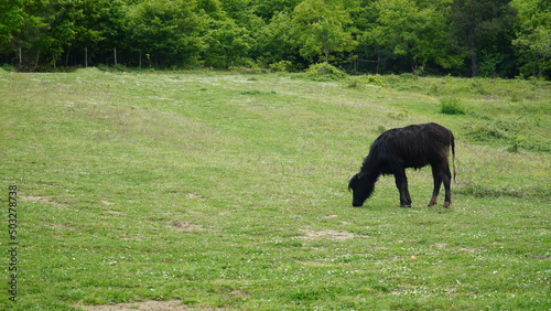 Black cow in the meadow eating grass.