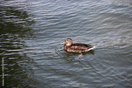 duck with offspring swimming in the river photo