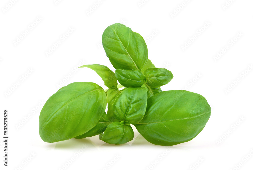 Basil Leaf isolated on white Basil Leaf isolated on white