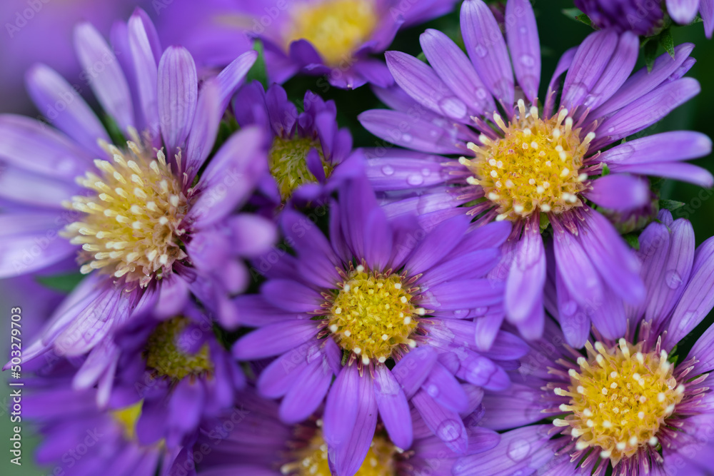 Macro group of purple Aster daisies Macro group of purple Aster daisies