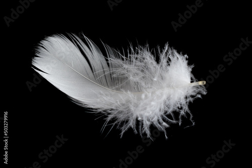 Fotografia white feather of a goose on a black background