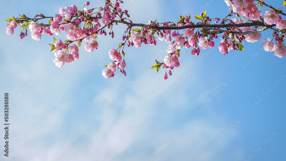 Sakura branch whith bright pink flowers spring blooming on blue sky background Sakura branch whith bright pink flowers spring blooming on blue sky background