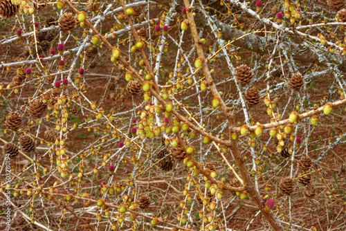 Larch strobili in larch forest photo