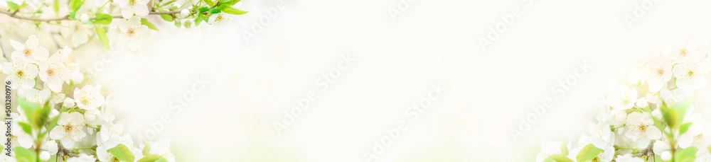 Beautiful branches of blossoming cherries. Beautiful abstract spring background. Banner. Copy space