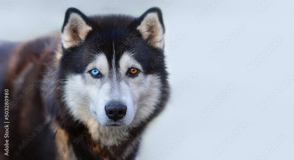 Beautiful Siberian Husky dog with blue and brown eyes on the background of blurred blue snow.Banner. Copy space for text
