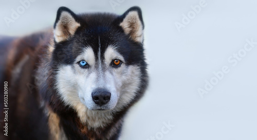 Fototapeta Naklejka Na Ścianę i Meble -  Beautiful Siberian Husky dog with blue and brown eyes on the background of blurred blue snow.Banner. Copy space for text