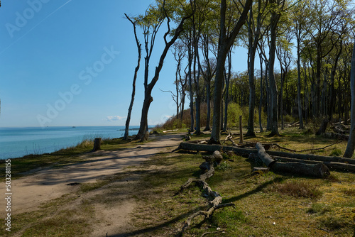 Forest near the beach (Gespensterwald Nienhagen)