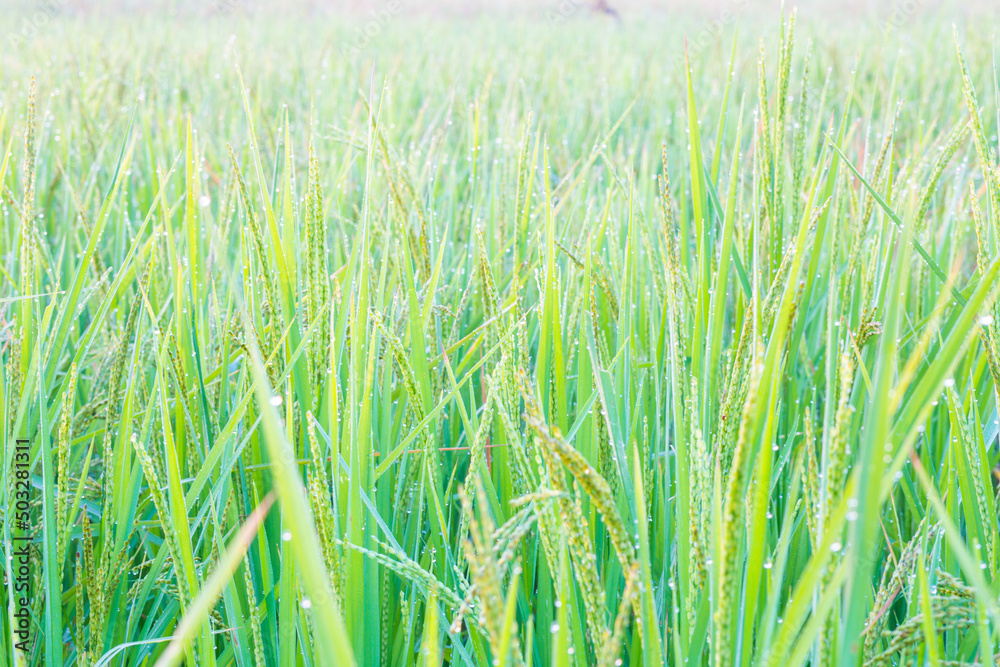 The beauty of Thailand rice, beautyfull background. field, paddy,  rice field farm,   View of Young rice, 