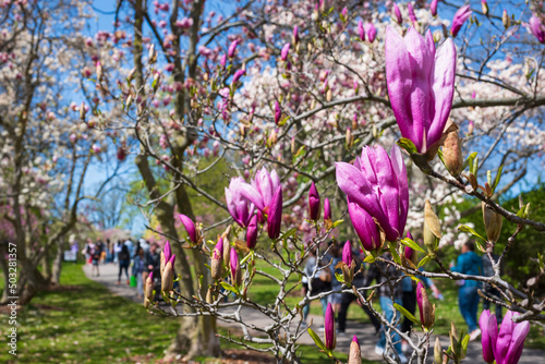 The Rochester Lilac Festival is the largest free festival where visitors can shop, hear live music, eat and explore the magnificent gardens of Highland Park.