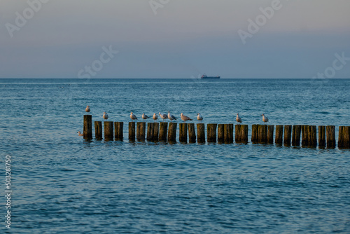 Seagulls on the pier