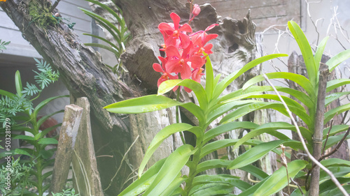 red orchid