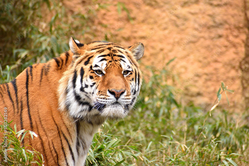 Fototapeta premium 多摩動物公園