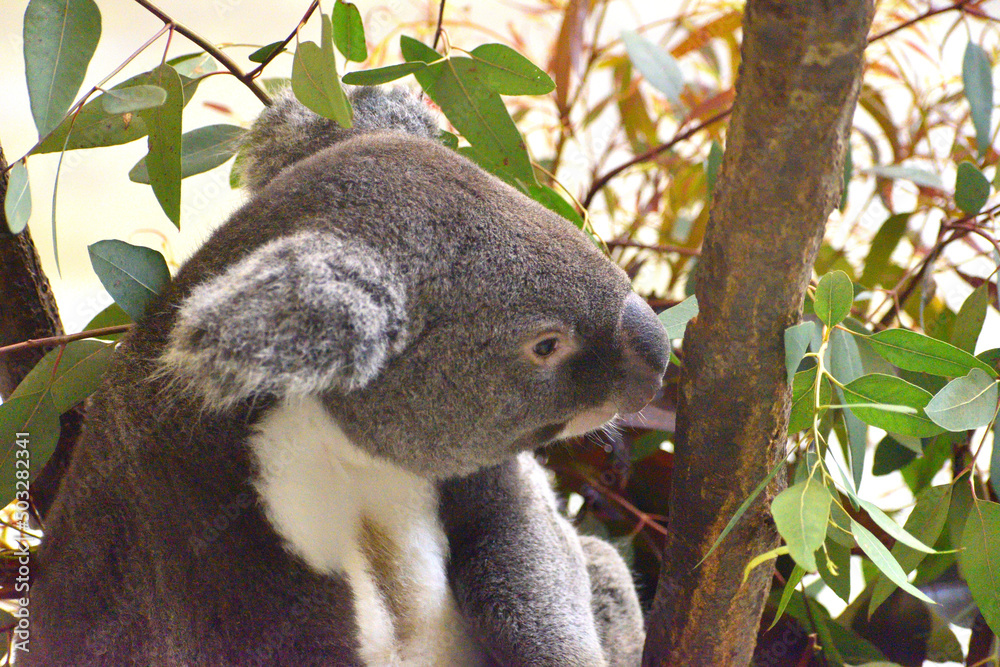 Fototapeta premium 多摩動物公園