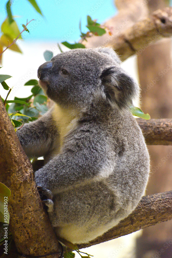 Fototapeta premium 多摩動物公園