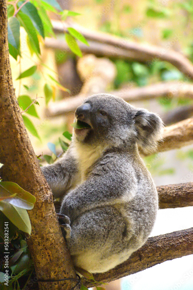Fototapeta premium 多摩動物公園