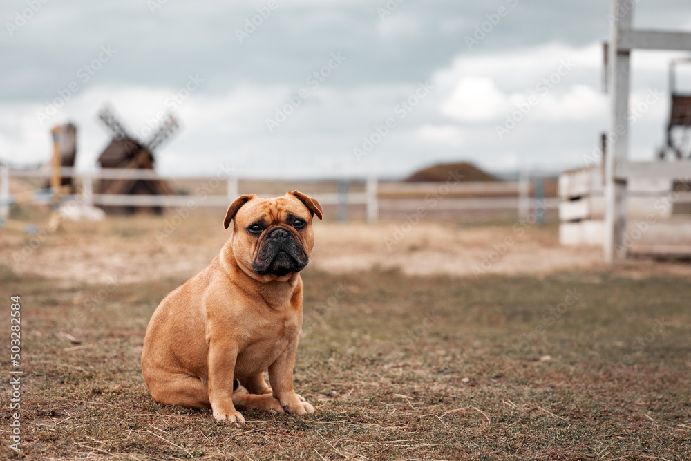 Fawn French bulldog sitting on corral for horses with old wooden mill on background