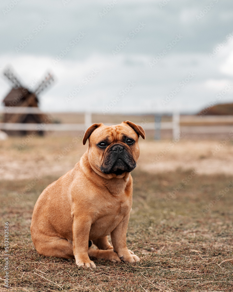Portrait of friendly French bulldog sitting on corral for horses with old wooden mill on background