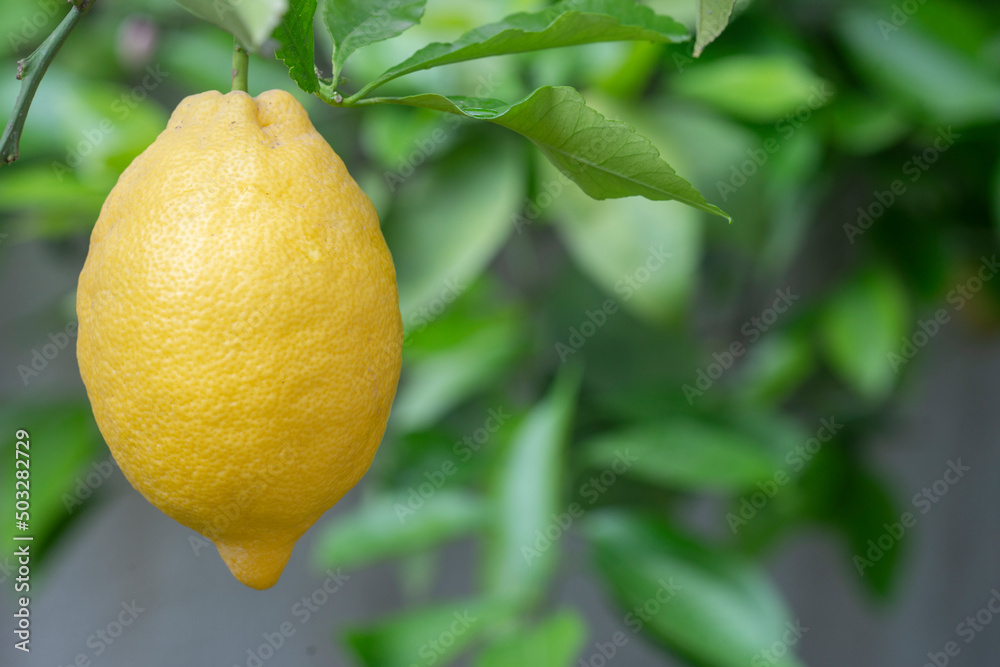 Fresh lemons on the lemon tree in the garden.