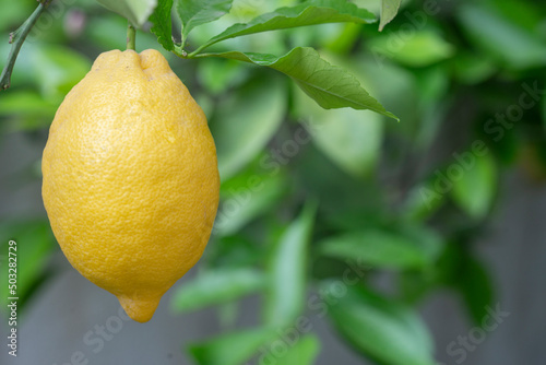 Fresh lemons on the lemon tree in the garden.