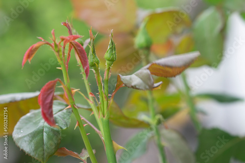 Fresh red roses on the branch in the rose garden.