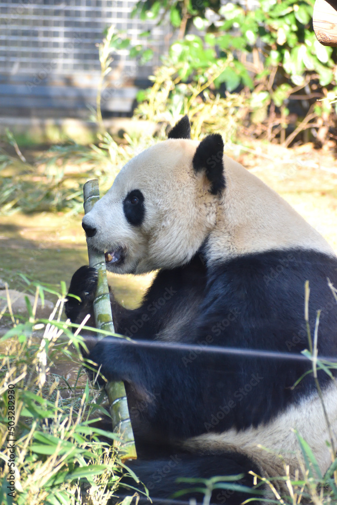 Fototapeta premium 上野動物園