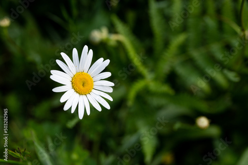 daisy in the garden