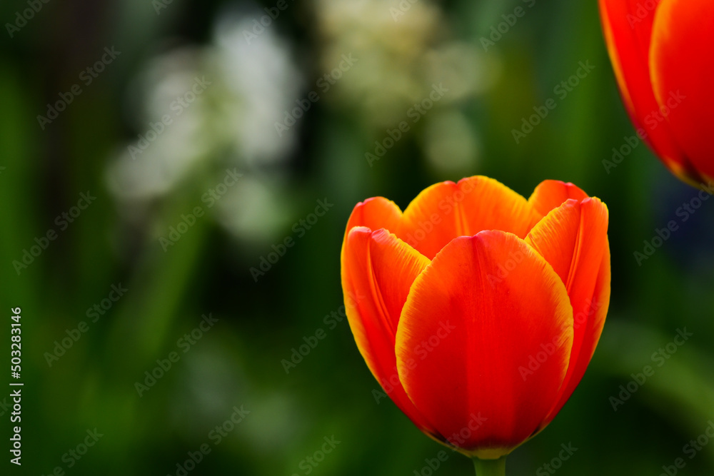 Fresh spring tulips growing in the garden Fresh spring tulips growing in the garden