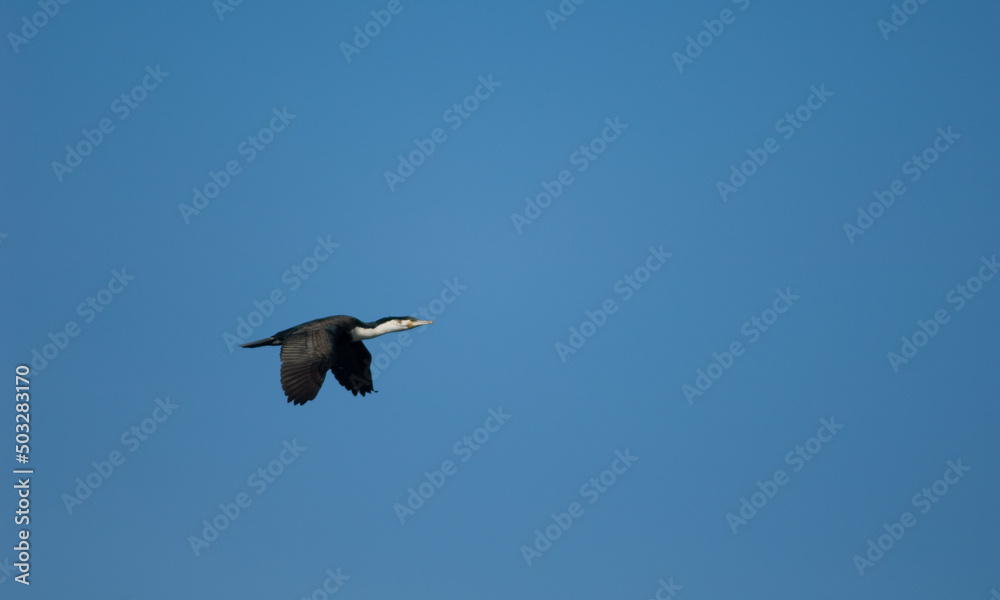 Obraz premium Great cormorant Phalacrocorax carbo in flight. Sarpan Island. Iles de la Madeleine National Park. Dakar. Senegal.