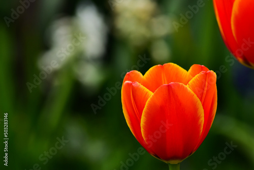 Fresh spring tulips growing in the garden © Grzegorz
