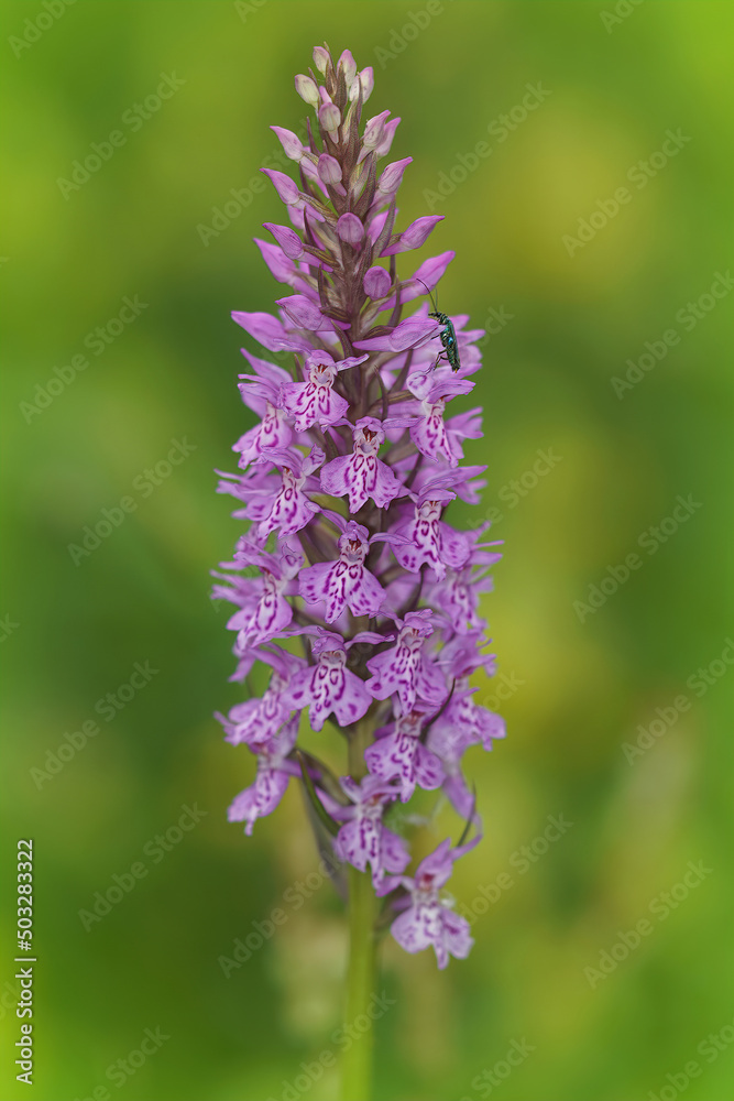 Vertical selective focus shot of the heath or moorland spotted orchid, Dactylorhiza maculata in a meadow Vertical selective focus shot of the heath or moorland spotted orchid, Dactylorhiza maculata in a meadow