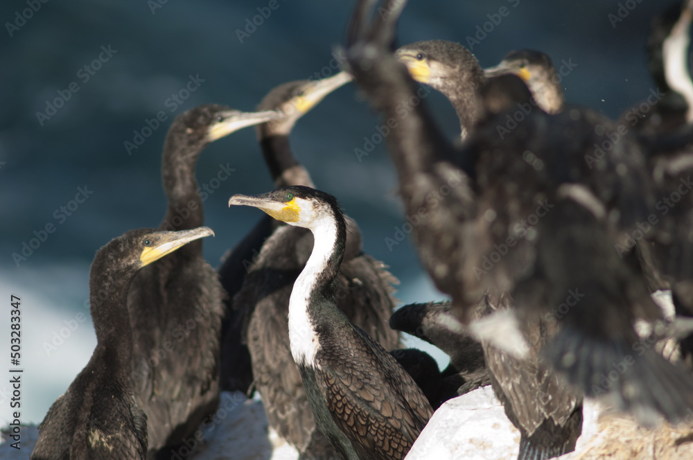 Obraz premium Great cormorants Phalacrocorax carbo in Sarpan Island. Magdalene Islands National Park. Dakar. Senegal.
