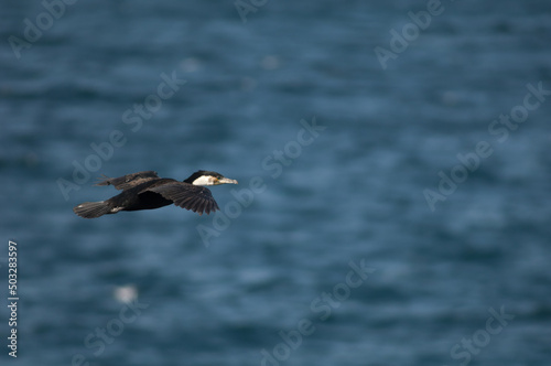 Great cormorant Phalacrocorax carbo in flight. Sarpan Island. Iles de la Madeleine National Park. Dakar. Senegal.