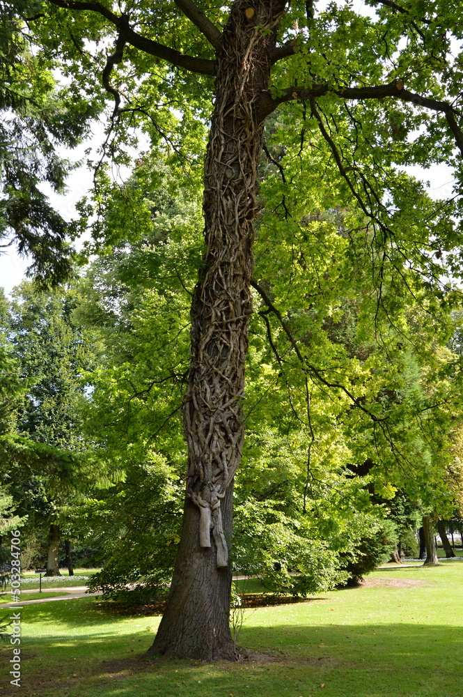 Park in der kur Stadt Bad Pyrmont, Niedersachsen