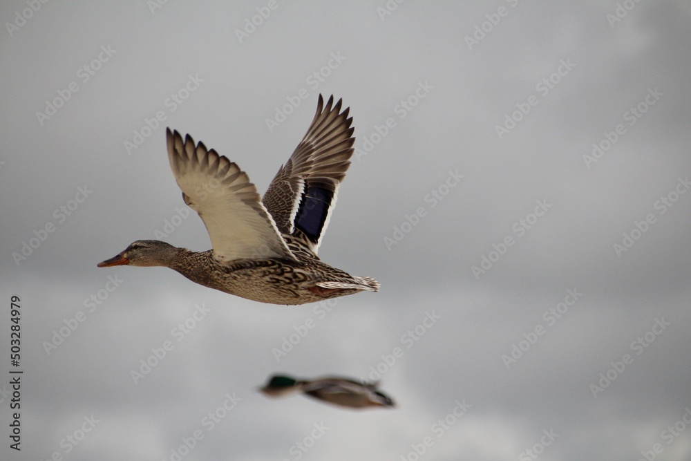 Enten und Möwen am Strand Enten und Möwen am Strand