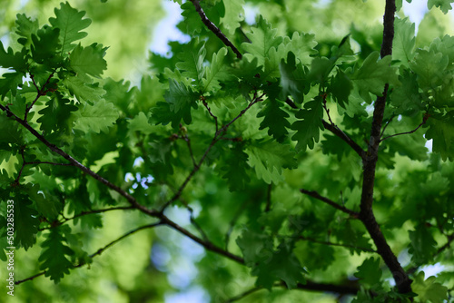 The green leaves of the oak tree on the branches glow against the blue sky, the sunlight. Planet ecology flora