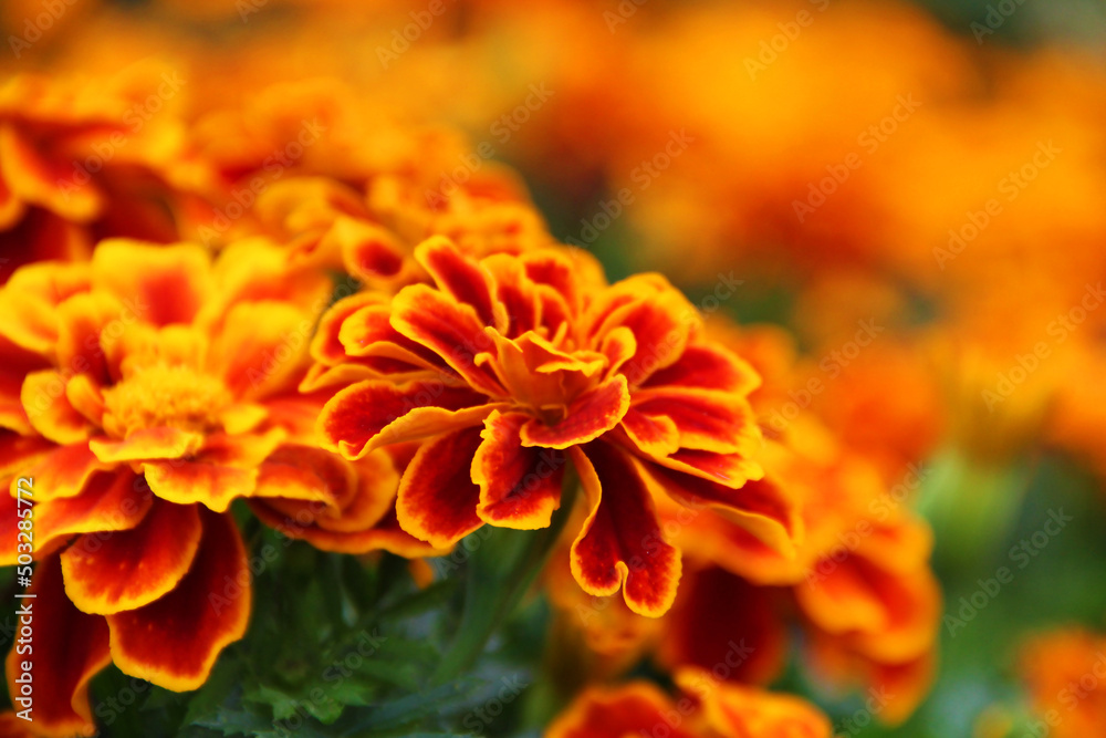 orange dahlia flower orange dahlia flower