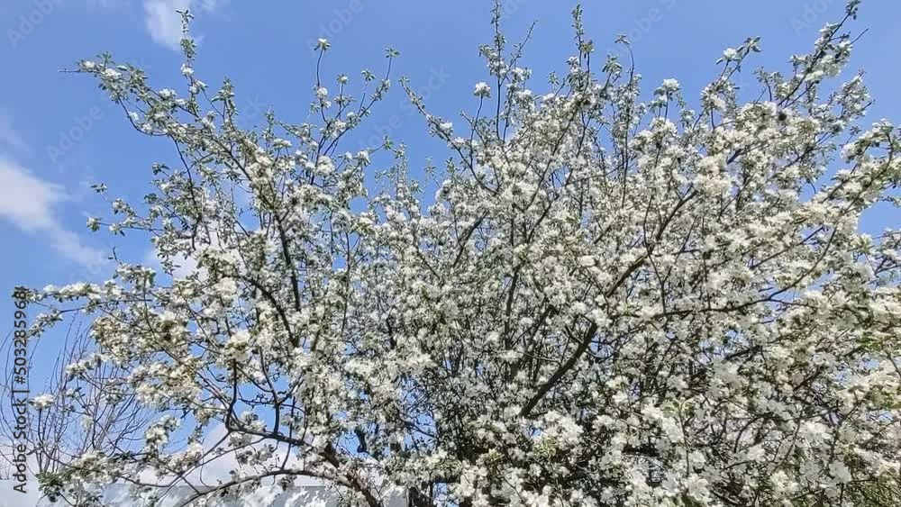 Blossoming apple tree. flowering tree In the spring. Flowers in April time in the sun. Blossoming apple tree. flowering tree In the spring. Flowers in April time in the sun.