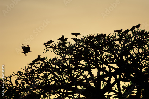 Εκτύπωση καμβά Pied crows Corvus albus on a communal roost at sunset