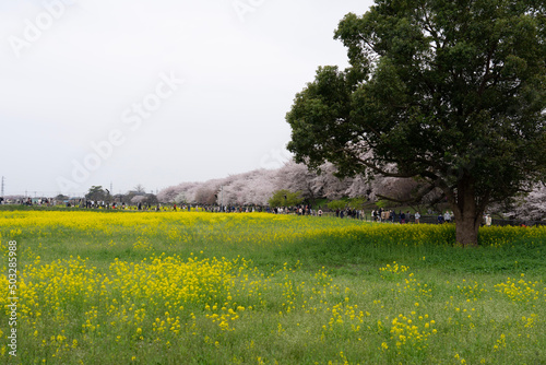 field of dandelions