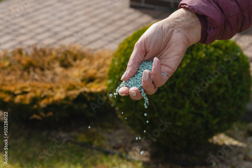 One woman farmer is fertilizing the lawn soil. Fertilizer For Lawns in springtime for the perfect lawn.