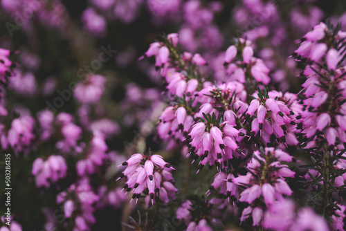 Purple and pink blooming common heather. Wallpaper. Banner. photo