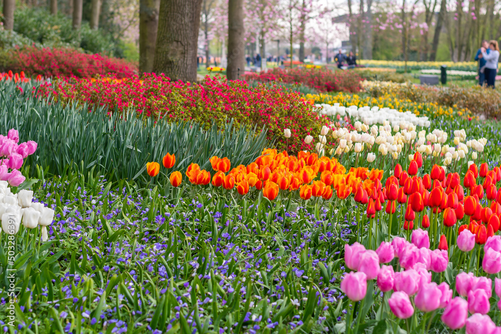 Beautiful Tulip flower in bloom, multiple colors - red, orange, pink, white. Formal garden Keukenhof, Netherlands. Beautiful Tulip flower in bloom, multiple colors - red, orange, pink, white. Formal garden Keukenhof, Netherlands.
