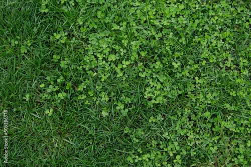 clover meets grass, grass and glover gradient photo