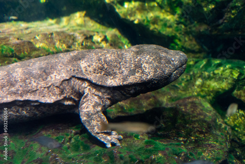 Obraz na płótnie Japanese Giant Salamander