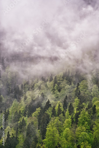 Dramatic fog over forest and dark mood in the mountains - Königssee Alps