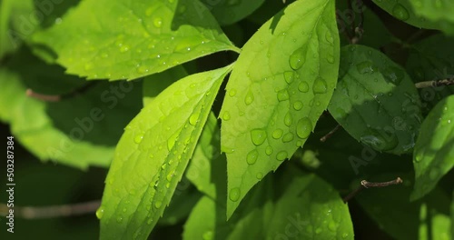 Background of fresh leafy green leaves of a garden, soaked in pure and transparent water drops, under the morning light