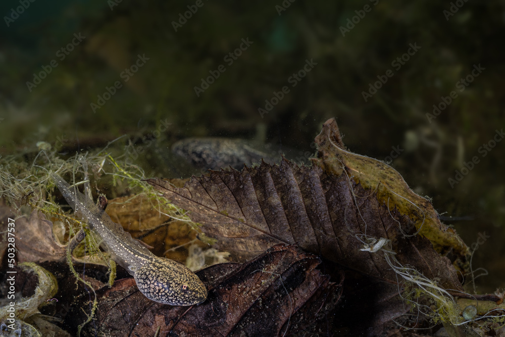 Obraz premium A tadpole of the brown grass frog rests on a leaf on the bottom of the pond, rana temporaria