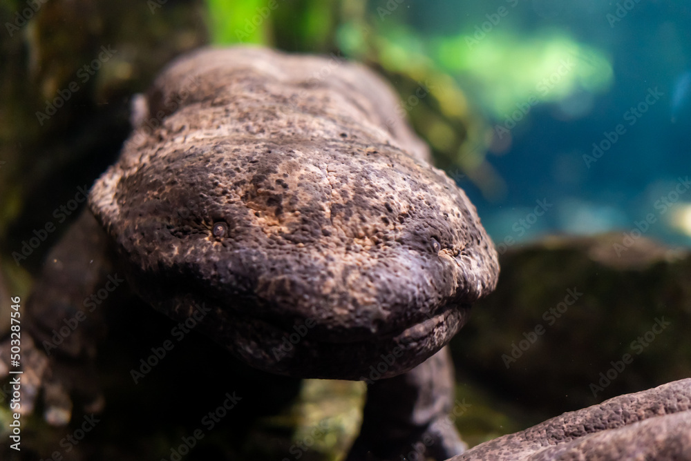 Japanese Giant Salamander Japanese Giant Salamander