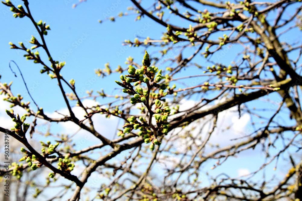 Spring landscape - fluffy willow buds closeup in a sunny spring forest Spring landscape - fluffy willow buds closeup in a sunny spring forest