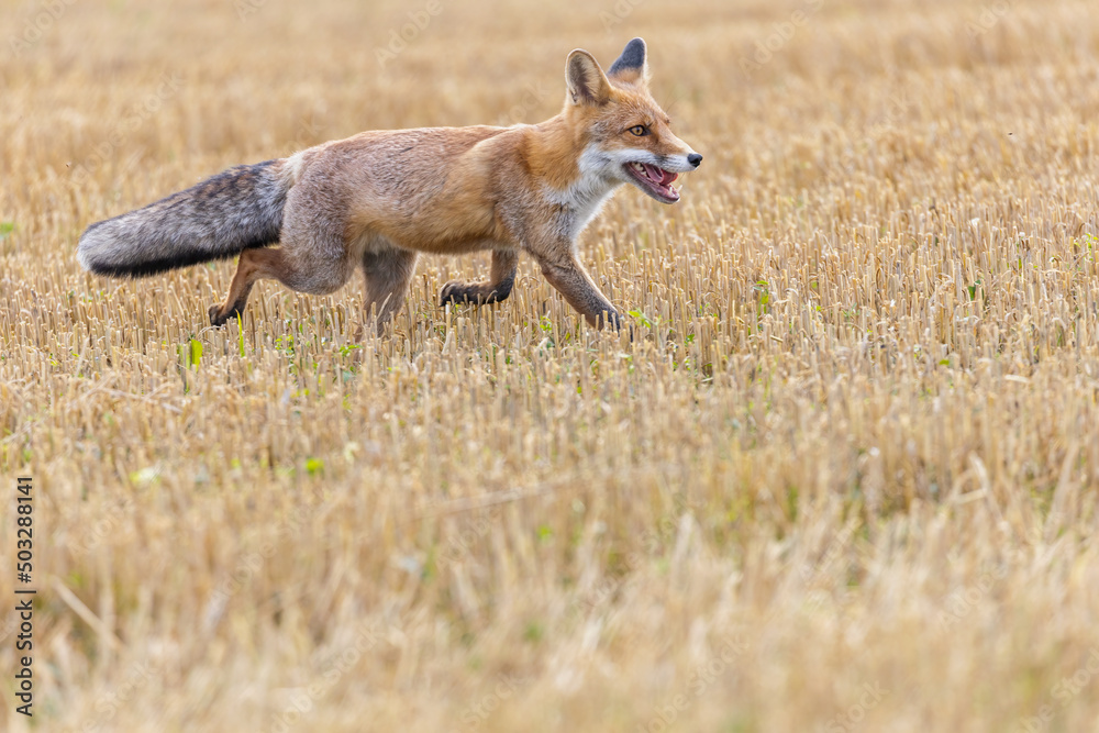 Cute red fox (Vulpes vulpes) is running on a yellow stubble. Horizontally. Cute red fox (Vulpes vulpes) is running on a yellow stubble. Horizontally.